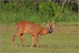 <p>SRNEC OBECNÝ (Capreolus capreolus) Šluknovsko - Jiříkov /European roe deer - Reh/</p>